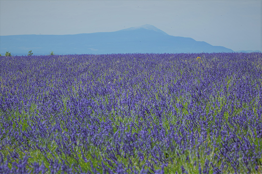 IMG 3867 Petit Format