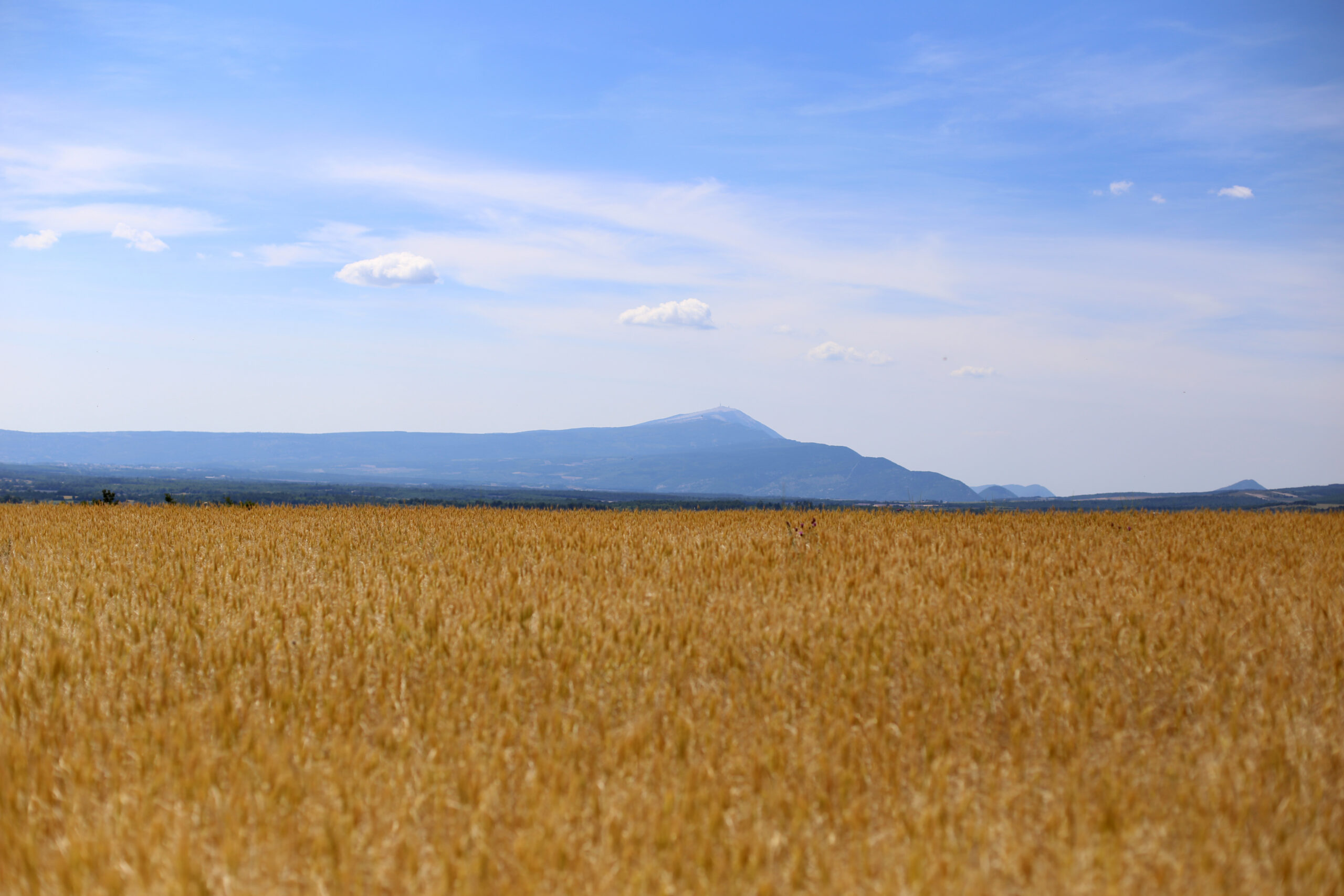 Lavande2015 3 Scaled